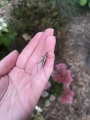 Oecanthus pini