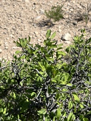 Sarcomphalus obtusifolius