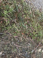 Carpinus rankanensis