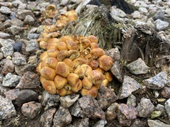 Armillaria mellea