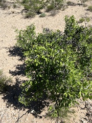 Sarcomphalus obtusifolius