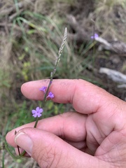Verbena africana