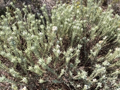 Achyranthemum paniculatum