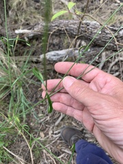 Verbena africana