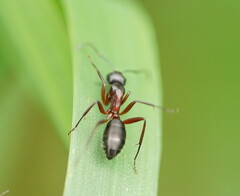 Camponotus innexus