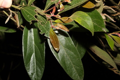 Cryptocarya triplinervis pubens