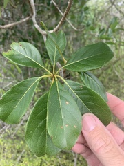 Terminalia porphyrocarpa