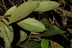 Cryptocarya triplinervis pubens