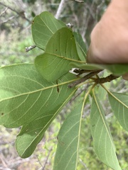 Terminalia porphyrocarpa