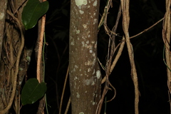 Cryptocarya triplinervis pubens