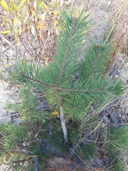 Pinus sylvestris