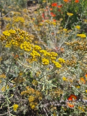 Helichrysum revolutum