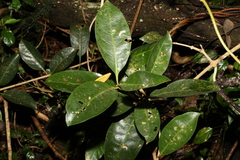 Coelospermum paniculatum