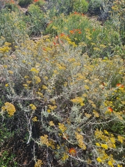 Helichrysum revolutum