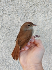 Luscinia megarhynchos