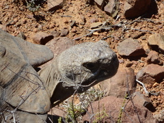 Stigmochelys pardalis