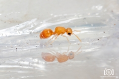 Photomorphus archboldi