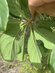 Terminalia porphyrocarpa