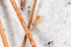 Photomorphus archboldi