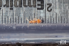 Photomorphus archboldi