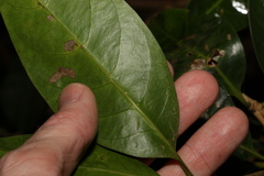 Coelospermum paniculatum