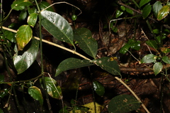 Coelospermum paniculatum