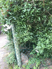 Solanum laxum