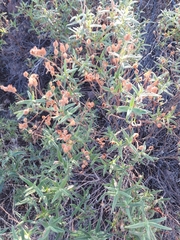 Cistus monspeliensis