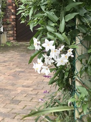 Solanum laxum