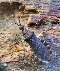 Lisarda pallidispina