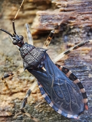 Lisarda pallidispina