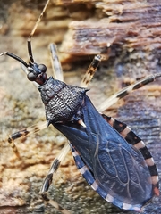 Lisarda pallidispina