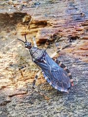 Lisarda pallidispina