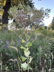 Arnoglossum atriplicifolium