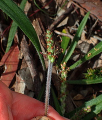 Plantago hispida
