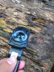 Lisarda pallidispina