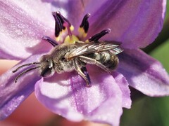 Lasioglossum