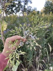 Arnoglossum atriplicifolium
