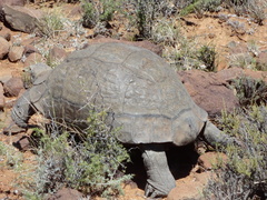 Stigmochelys pardalis