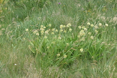 Allium victorialis