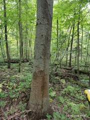 Abies sibirica