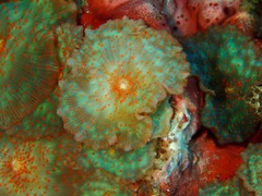 Discosoma nummiforme