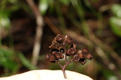 Eucalyptus siderophloia