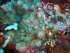 Discosoma nummiforme