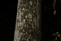 Eucalyptus siderophloia