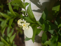 Pseudomussaenda flava