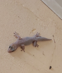 Oedura tryoni