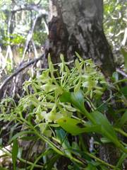 Epidendrum chlorocorymbos