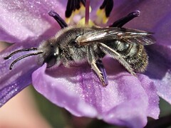 Lasioglossum
