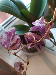 Phalaenopsis